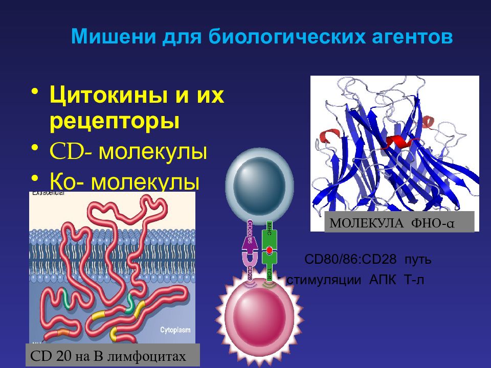 Рецепторы фактора некроза опухоли. Рецепторные молекулы. CD-молекулы. Молекулы костимуляции. ФНО Альфа рецепторы.