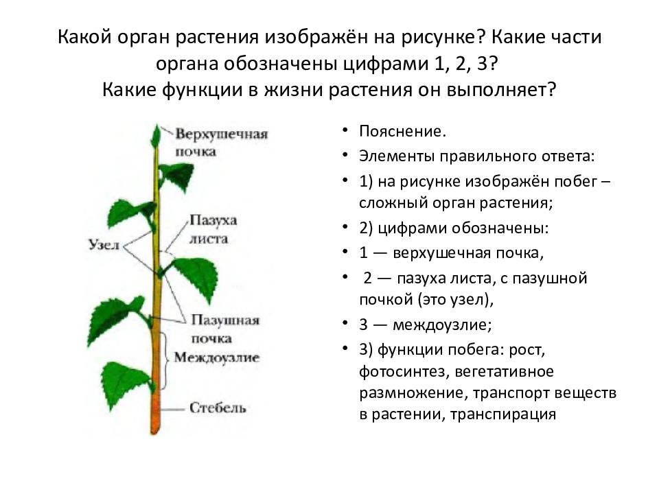 Орган растения это