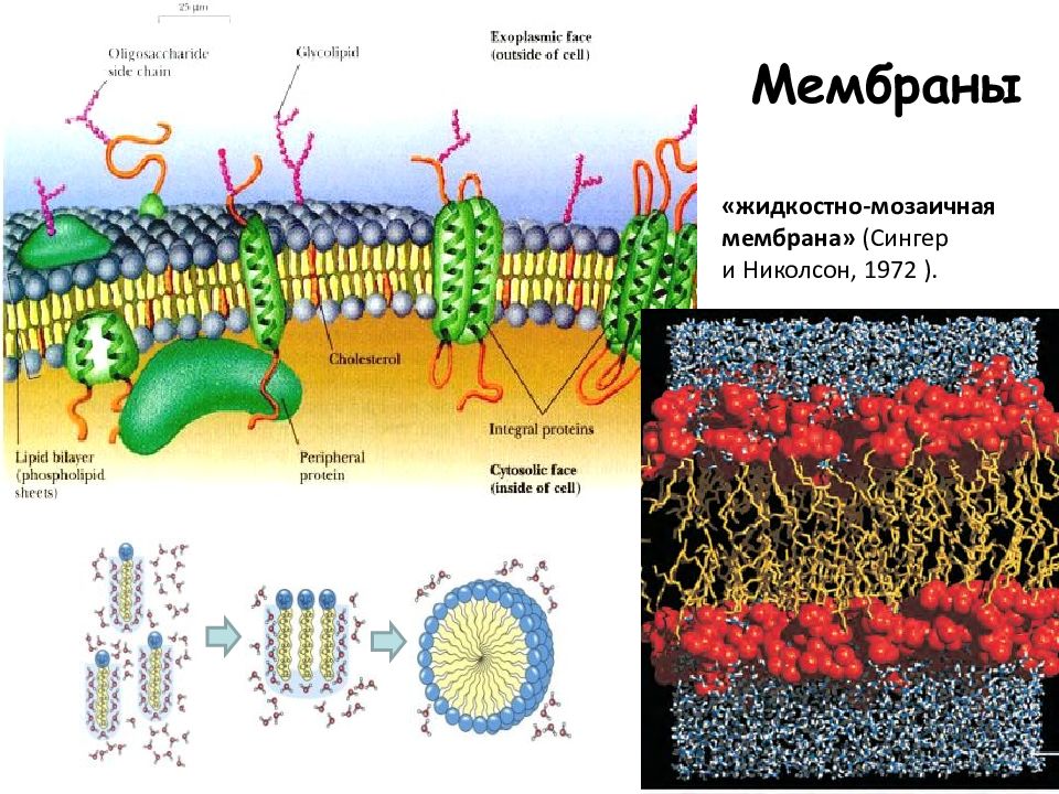 Мембранные 2 мембранные