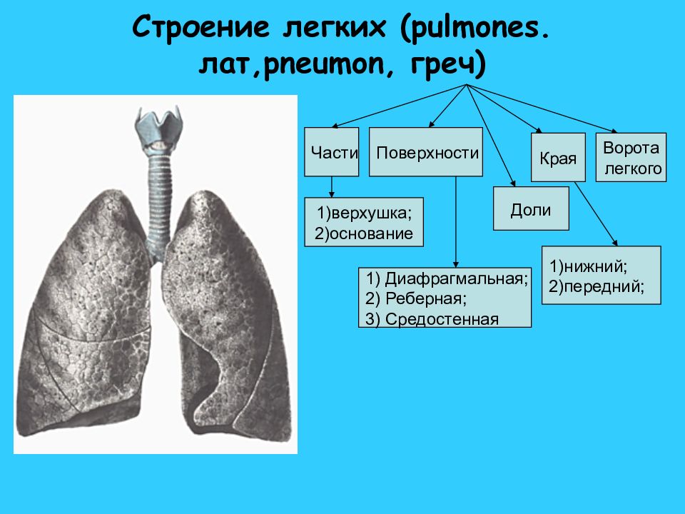 Анатомия легких. Лёгкие анатомия строение. Строение легких человека анатомия. Схематическое строение легких. Внешнее строение легкого.