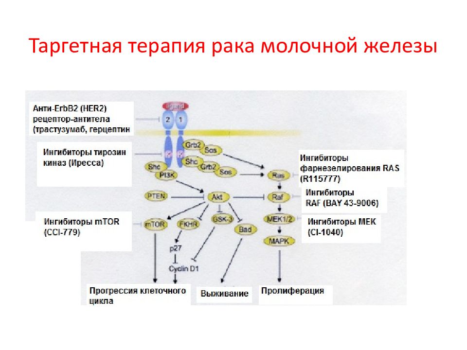 Таргетный рак. Таргетная лучевая терапия. Таргетная терапия РМЖ. Таргетная противоопухолевая терапия. Таргетная терапия в онкологии лекарства.