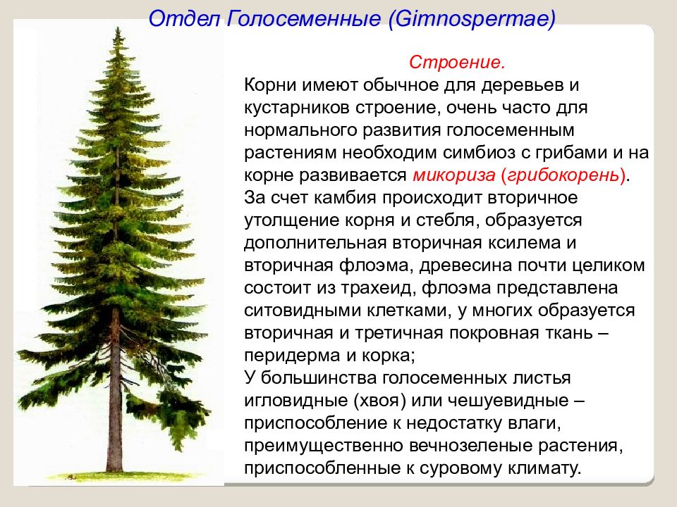 Значение хвойных 7 класс. Отдел Голосеменные растения хвойные. Бенедиктовые Голосеменные. Жизненные формы голосеменных растений 5 класс. Что такое Голосеменные растения в биологии.