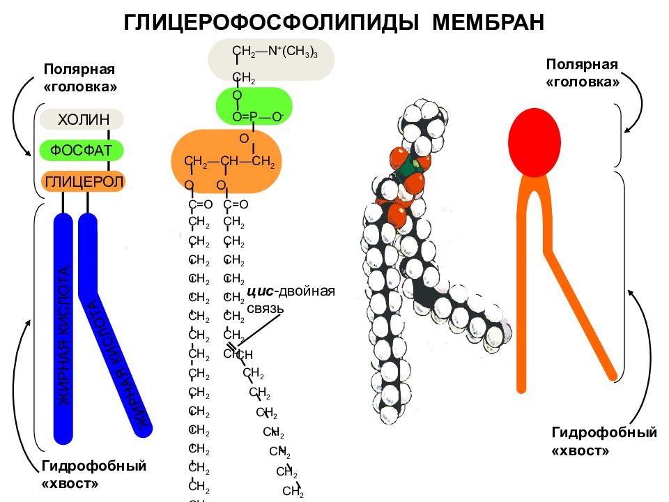 Строение липидов. Глицерофосфолипиды схема строения. Химическое строение глицерофосфолипидов биохимия. Схема строения липидов. Химическое строение и функции глицерофосфолипидов.