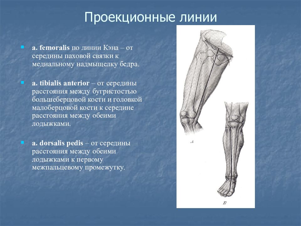 Проекционная линия бедренной артерии. Проекционная линия a femoralis. Проекция бедренной артерии. Топография нижней конечности.