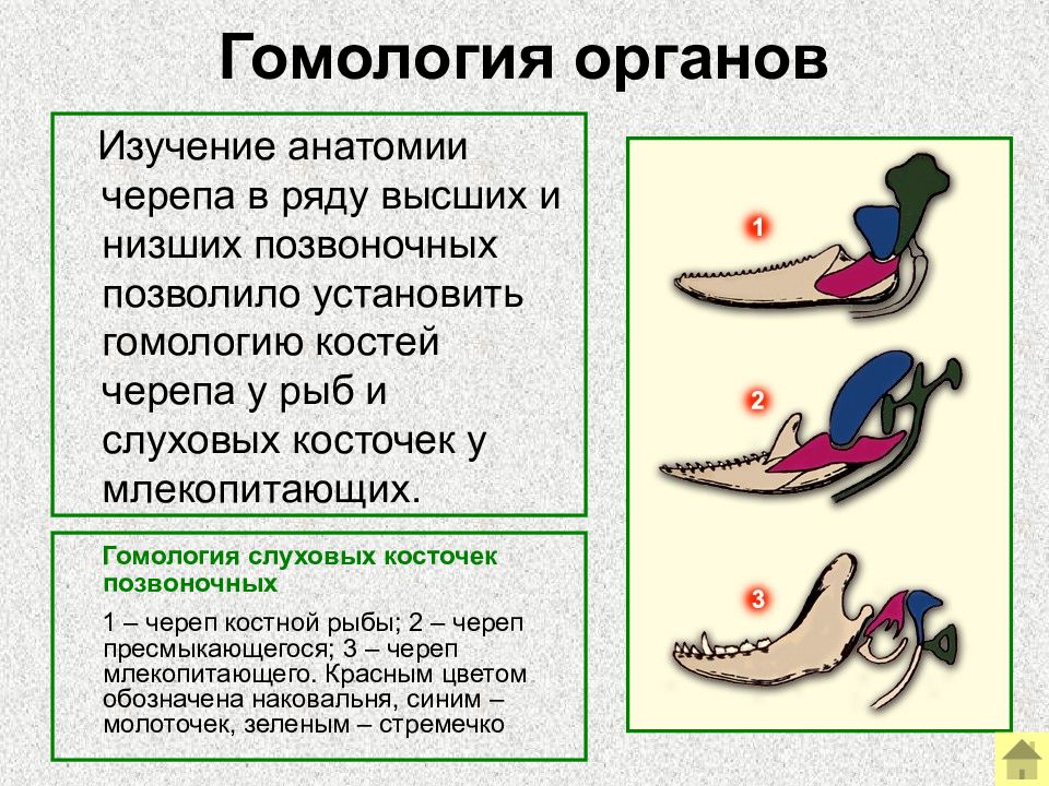 Гомологичные органы картинка