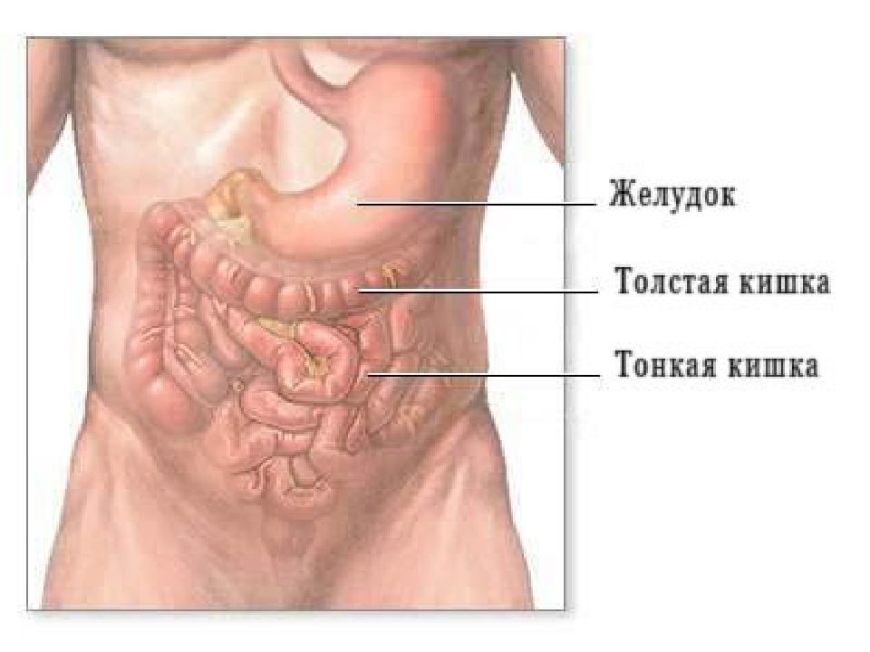 Где находится кишечник фото. Желудок толстая и тонкая кишка. Желудок тонкая кишка толстая кишка. Желудок тонкий кишечник толстый кишечник. Желудок толстый и тонкий кишечник.