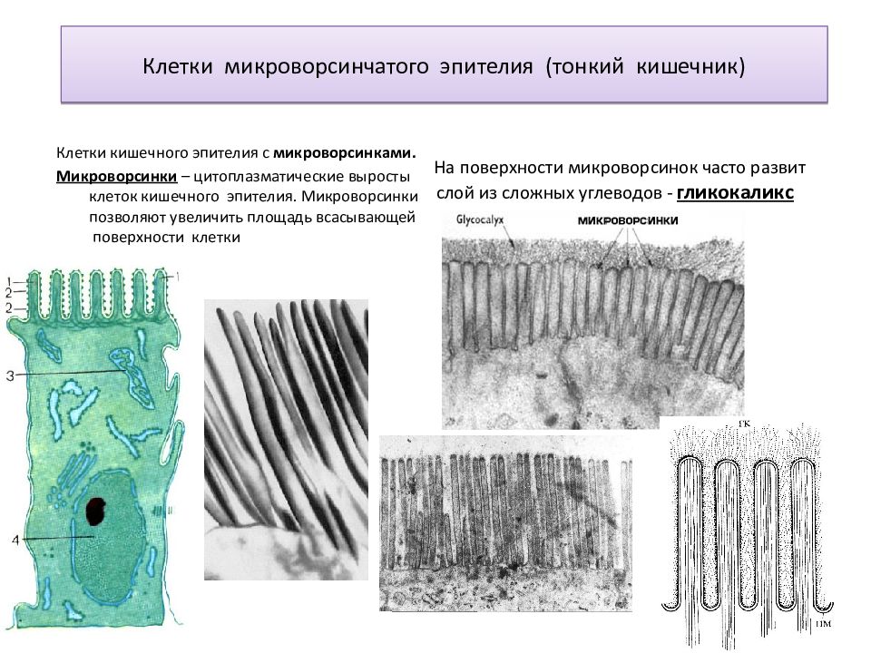 Клетки эпителия кишечника рисунок