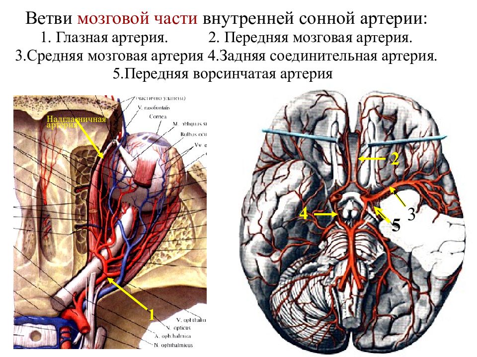 Мозговые артерии латынь