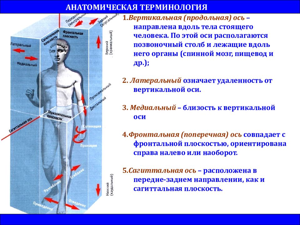 Презентации по анатомии и физиологии человека для медицинского колледжа