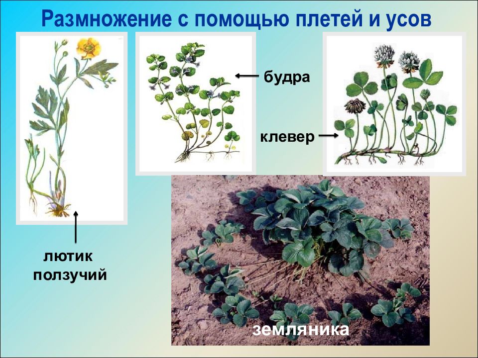 Тип стебля у клевера ползучего. Клевер ползучий размножение. Бесполое размножение клевера ползучего. Способ размножения клевера. Клевер ползучий корневая система.