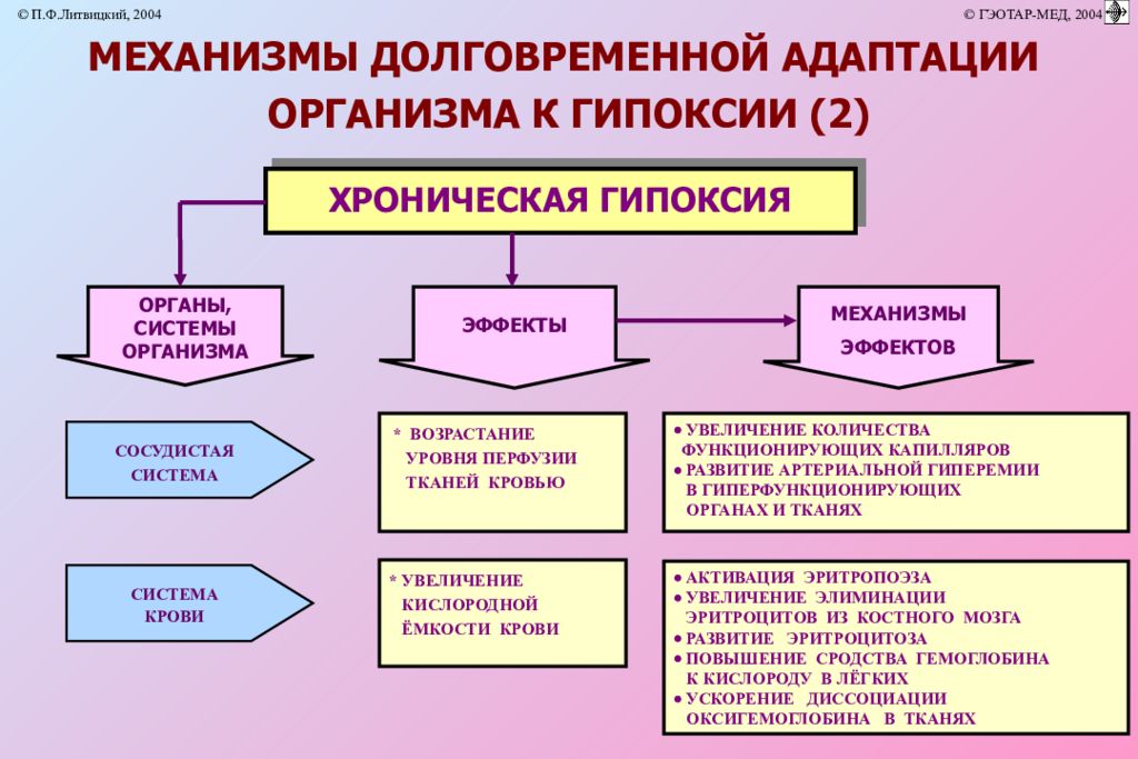 Реакции гипоксии. Механизмы экстренной адаптации организма при гипоксии. Долговременные механизмы адаптации при гипоксии. Механизмы срочной адаптации к гипоксии. Механизмы адаптации к кислородному голоданию.