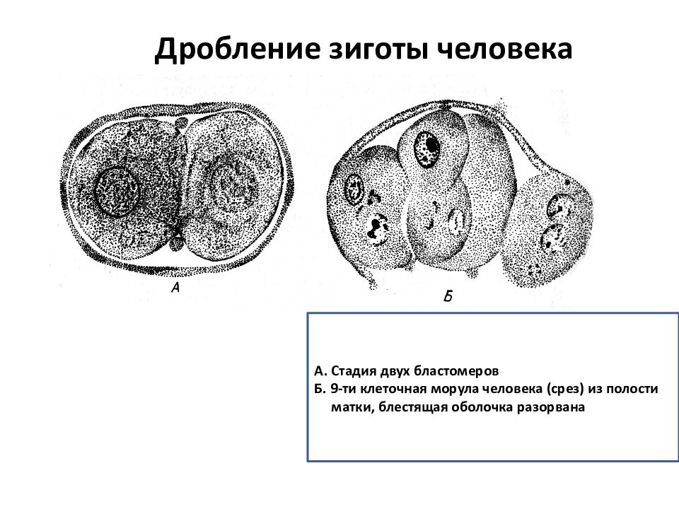 Дробление у человека. Дробление эмбриогенез гистология. Стадии дробления у человека гистология. Дробление гистология. Зигота стадия 2 бластомеров.