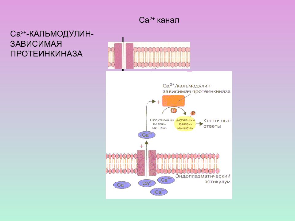 Электрическая активность клеток. Кальмодулин зависимая протеинкиназа. Кальций кальмодулинзависииая протиенкиназа. Кальций зависимые каналы. Кальций зависимая протеинкиназа в желудке.