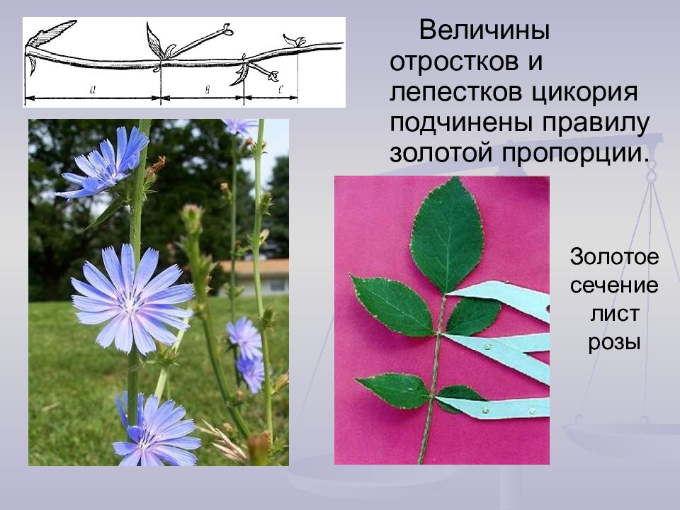 Презентация на тему гармония золотого сечения