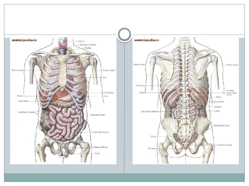 Три диафрагмы у человека. Диафрагма анатомия скелетотопия. Внутреннее строение человека диафрагма. Диафрагма топографическая анатомия. Строение диафрагмы анатомия.