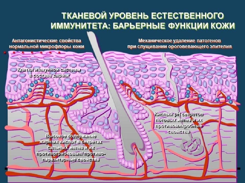 Защитные функции организма презентация