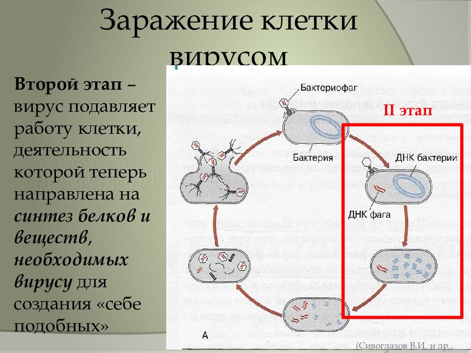 Синтез вирусного белка. Заражение клетки вирусом. Схема заражения вирусом. Процесс заражения клетки вирусом. Этапы вирусного инфицирования.