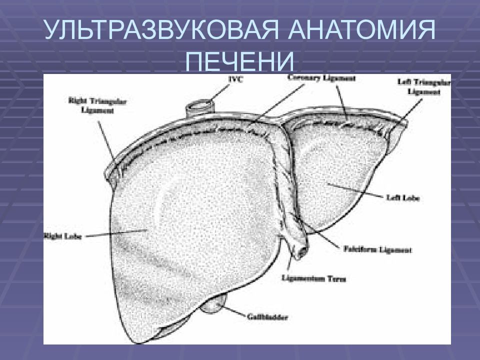 Строение печени рисунок