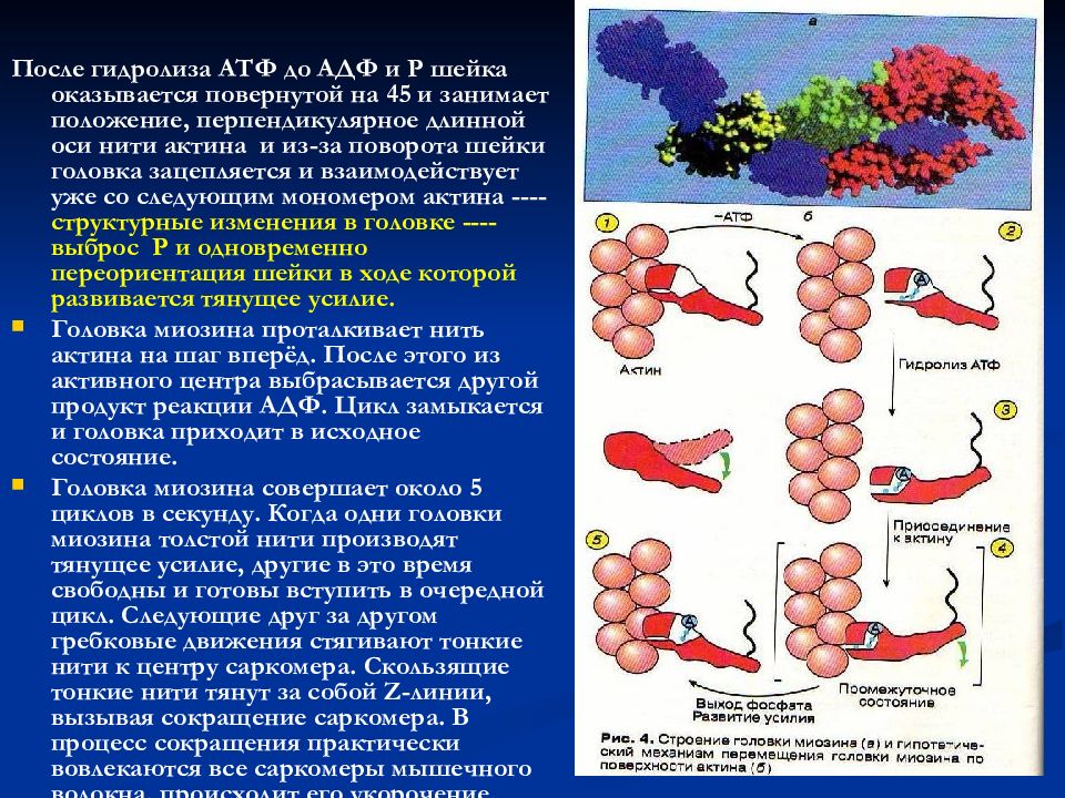 Биохимический мышц. Биохимия мышечного сокращения. Сокращение мышц биохимия. Механизм мышечного сокращения биохимия. Актин миозин АТФ.