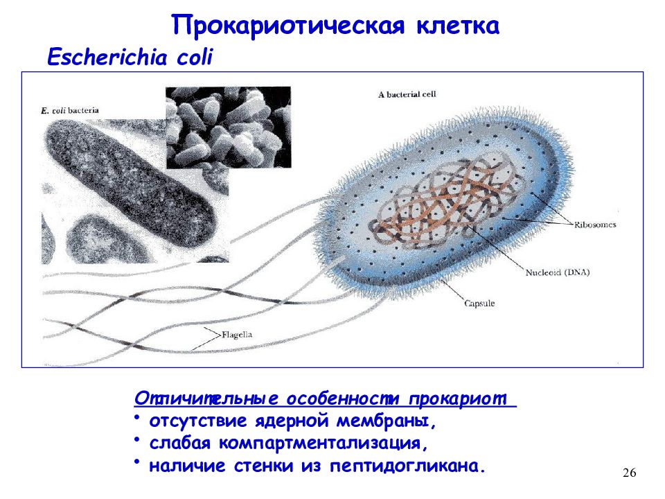 Появление прокариотической клетки формирование первых замкнутых мембран