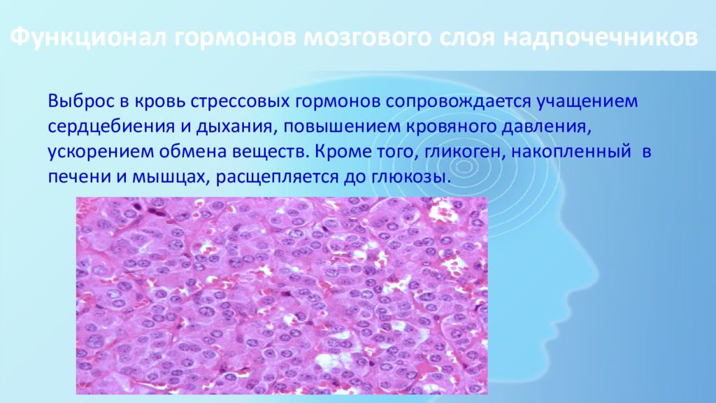 Диффузное надпочечников. Гиперплазия коры надпочечников гистология. Гиперплазия надпочечника гистология. Микронодулярная гиперплазия надпочечников. Гиперплазия мозгового вещества надпочечника.