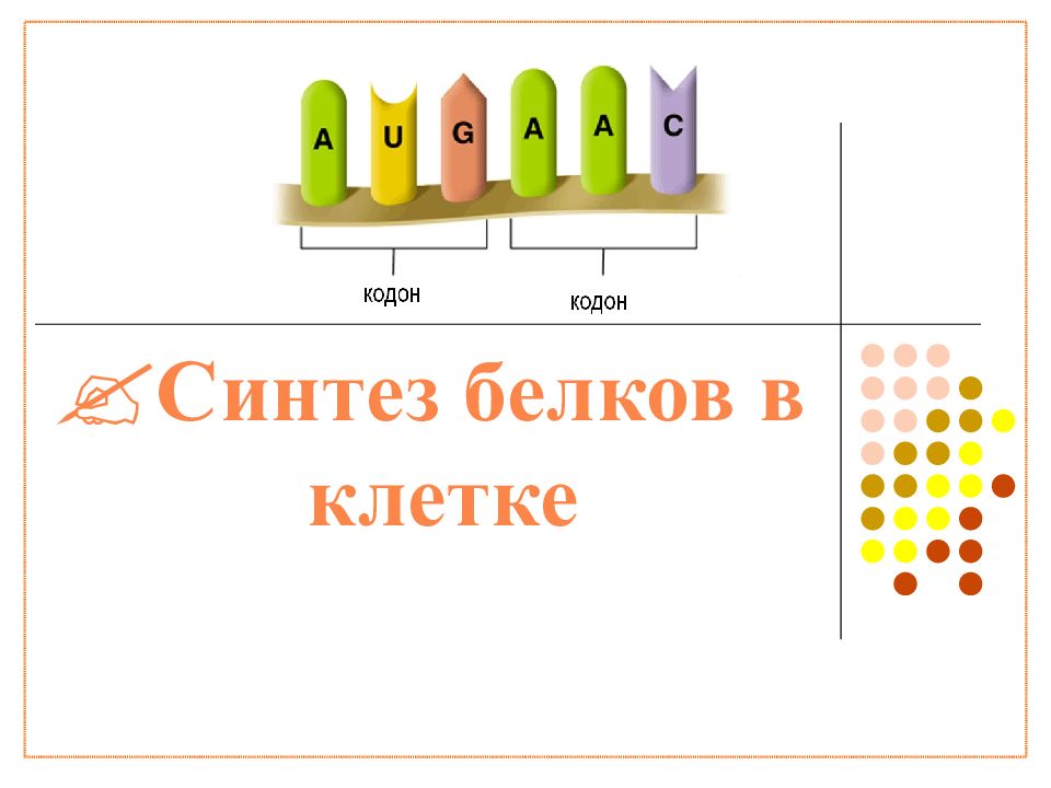 Синтез белков в клетке 9 класс презентация