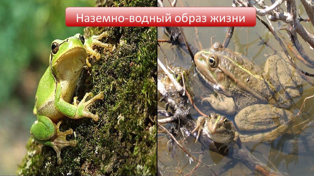Укажите среду обитания лягушки в период размножения. Внутреннее строение земноводных. Внешнее строение лягушки