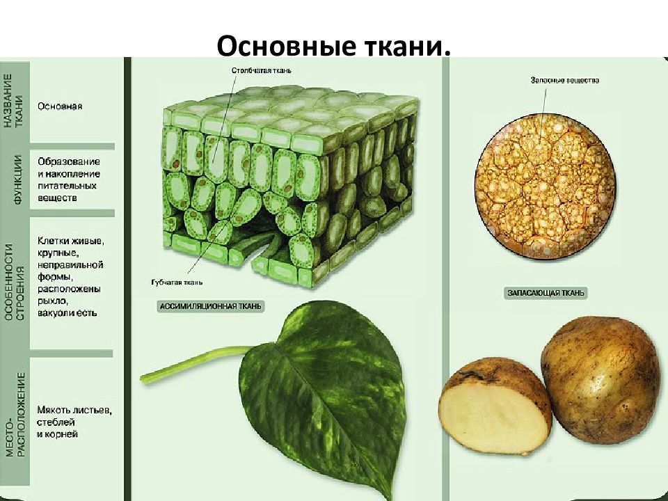 Основные и образовательные ткани растений 5 класс сухорукова презентация