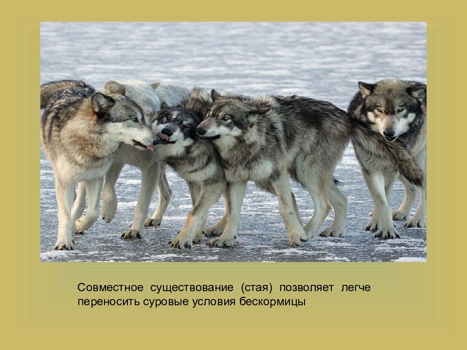 Совместное существование. Сражение за существование. Законы жизни стаи Волков это борьба за существование. Не одна стая не позволит.