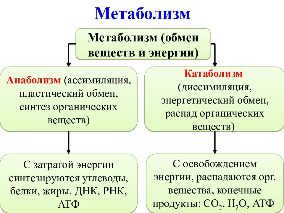 Биология 10 класс обмен веществ презентация