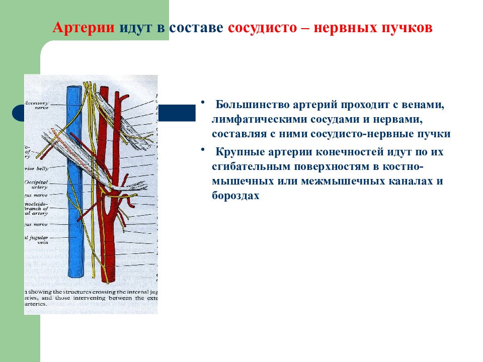 Сосудистый пучок. Основные сосудисто нервные пучки. Сосудистопирвные пучки. Сосудисто нервный пучок анатомия. Сонный сосудисто-нервный пучок.