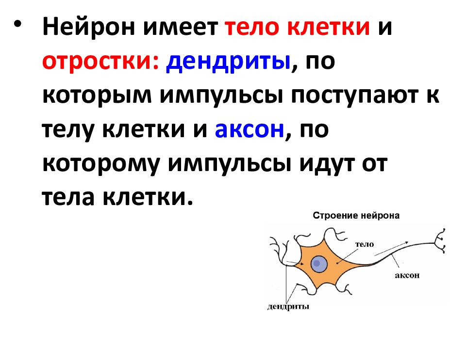 Клетки имеют отростки могут иметь. Строение нейрона. Нервная клетка имеет. Строение чувствительного нейрона. Нервная клетка Нейрон.