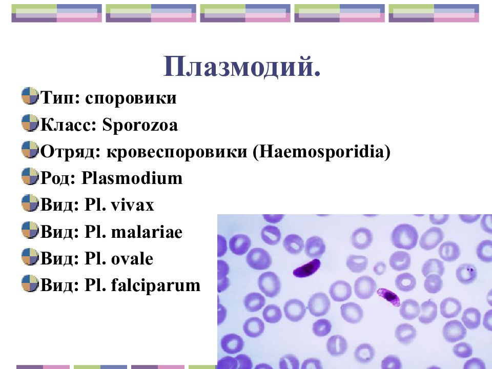 Род плазмодии
