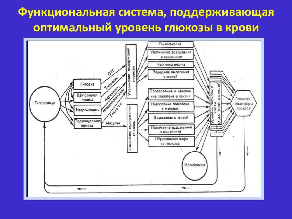 Общая схема функциональной системы организма