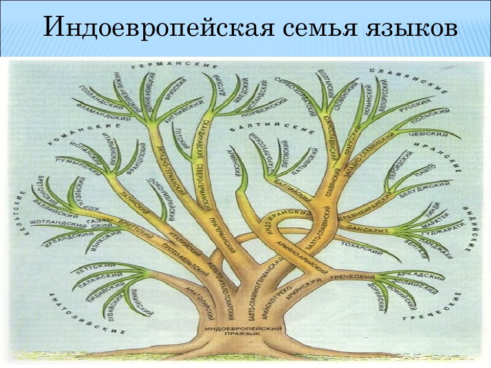 Древо славянских языков картинка