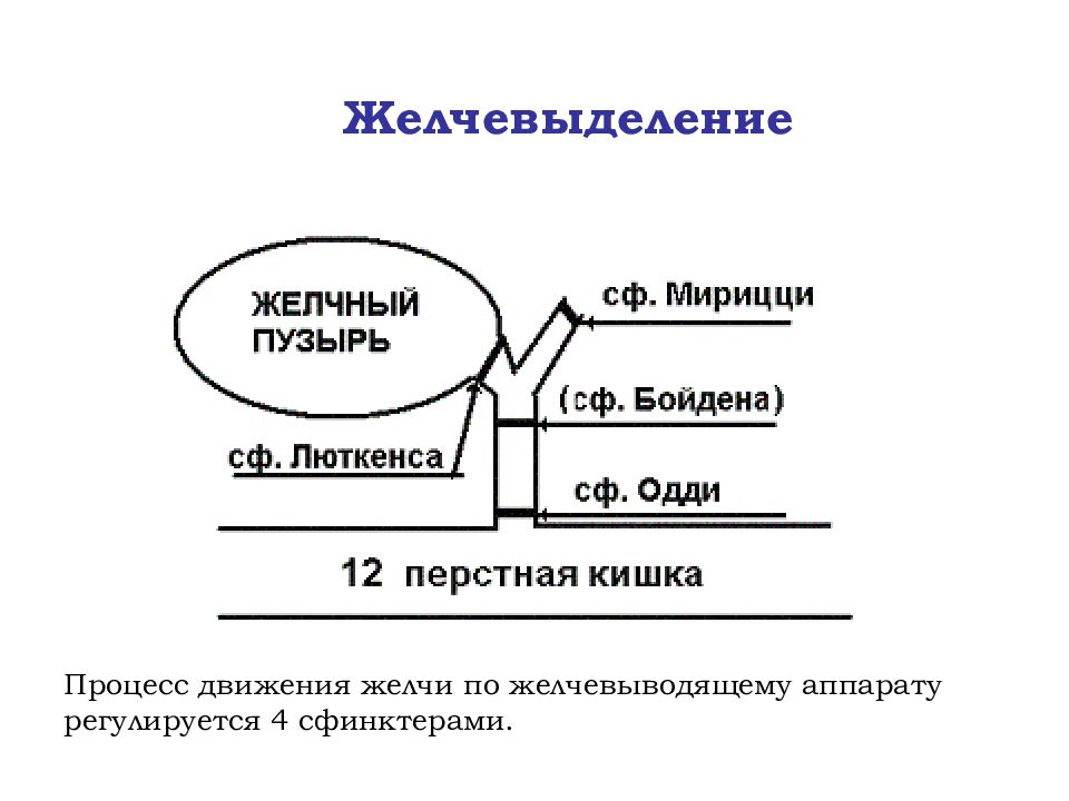 Схема движения желчи