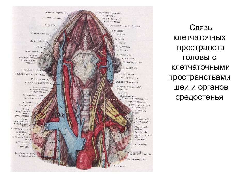 Пространства головы. Клетчаточное пространство головы и шеи. Топография клетчаточных пространств головы. Клетчаточное пространство шеи топографическая анатомия. Отделы шеи топографическая анатомия.