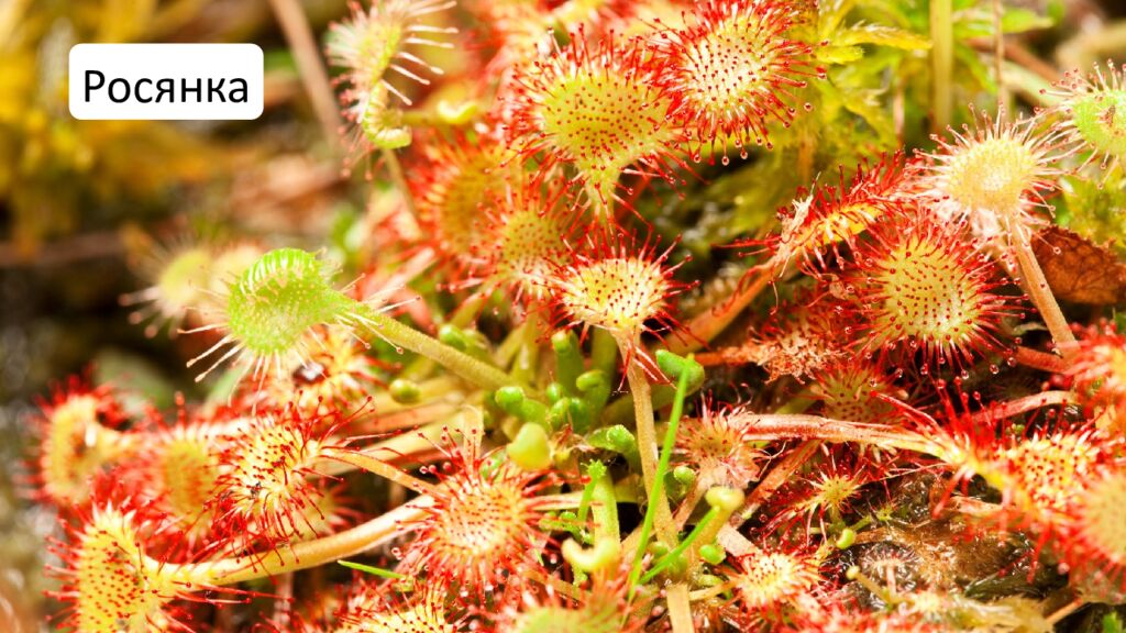 Особенности внешнего и внутреннего строения листа