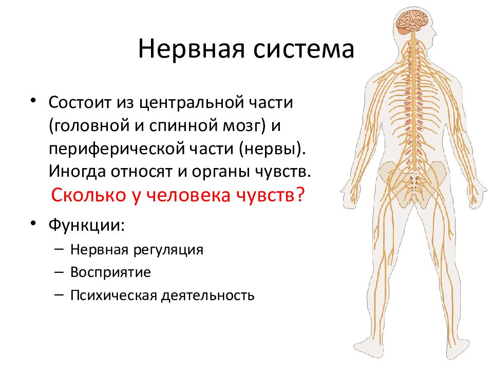 Укажите название органа периферической нервной системы человека. Нервная система человека из чего состоит схема. Из чего состоит нервная система 3 класс. Нервная система человека строение Центральная и периферическая. Схема нервной системы человека Центральная и периферическая.