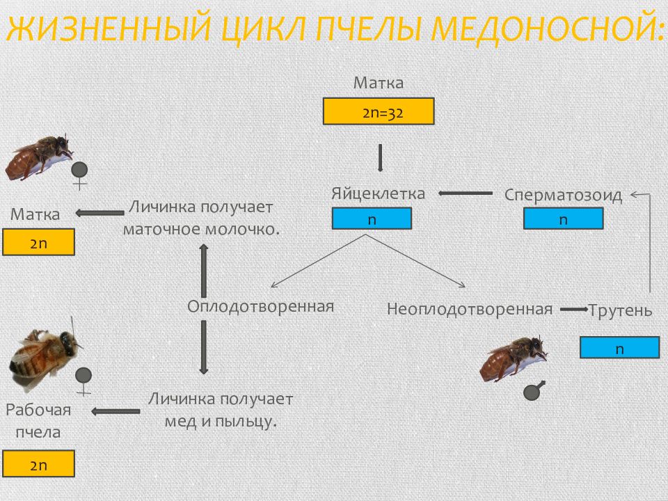 Размножение медоносных пчел