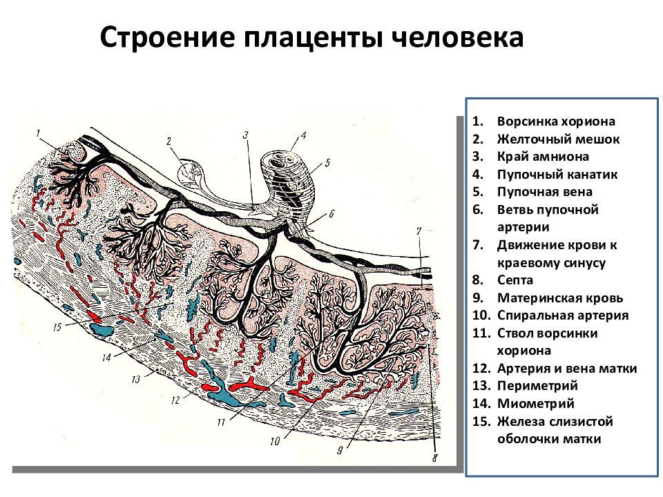 Плацента гистология. Гистологическое строение плаценты. Строение ворсинки плаценты. Строение плаценты гистология схема. Строение Котиледон плаценты.