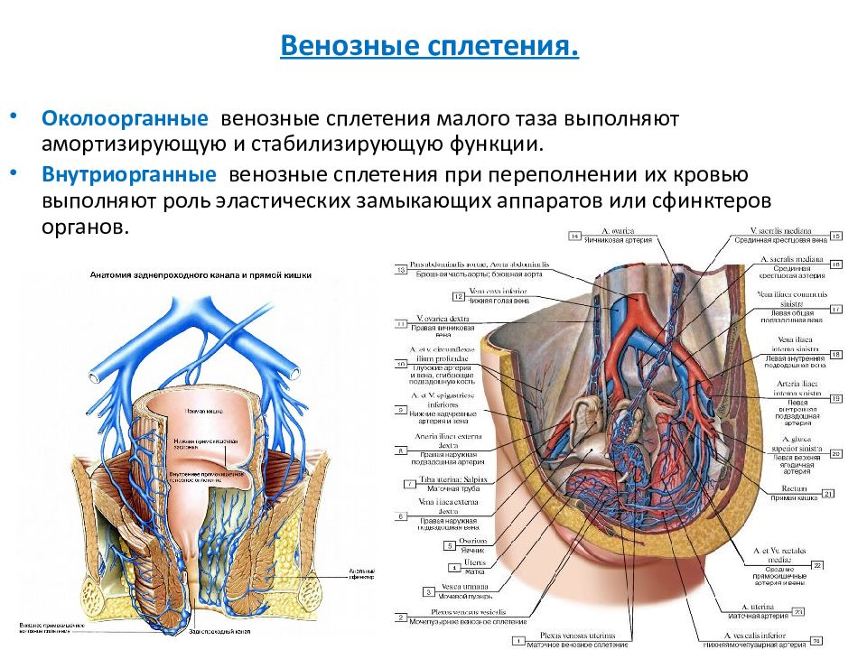 Венозные сплетения. Венозные анастомозы анатомия. Крыловидное венозное сплетение. Крыловидное сплетение вены. Венозные сплетения анастомозы.