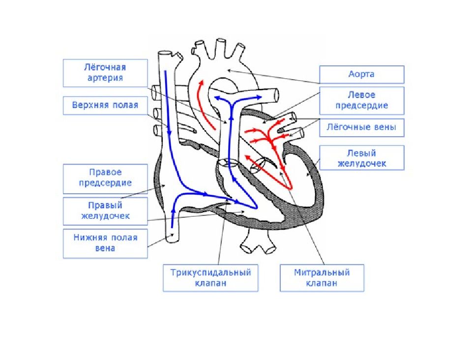 Легочная вена на рисунке