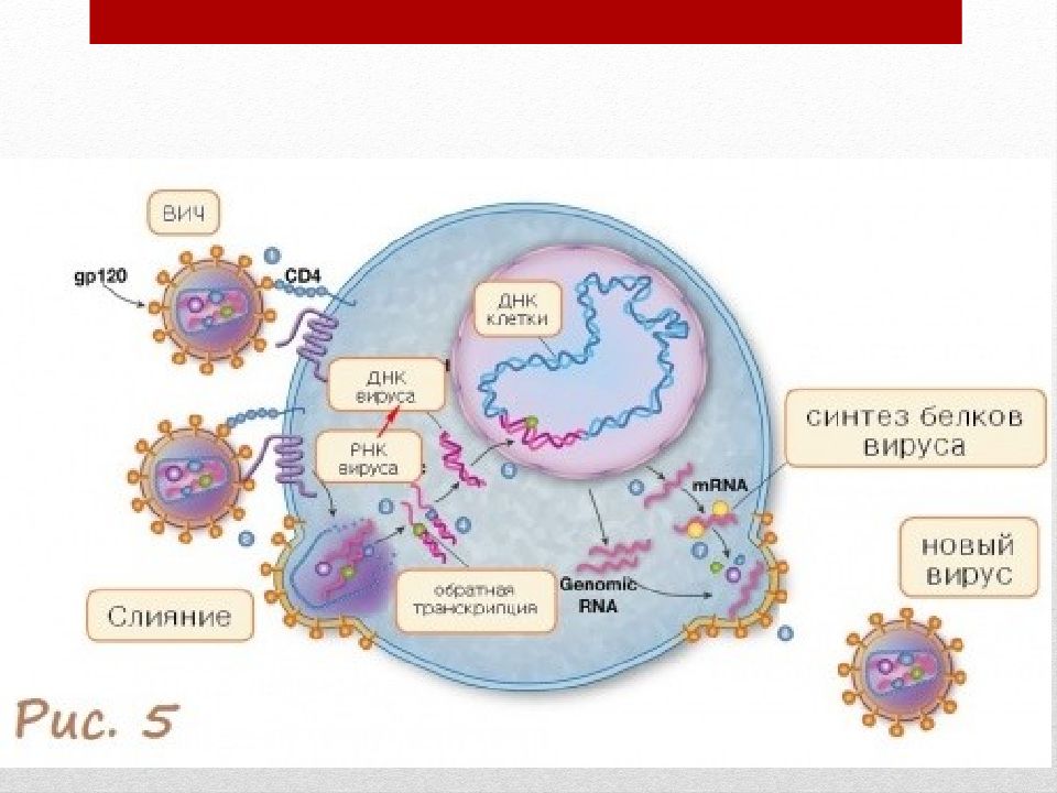 Как происходит размножение вирусов вызывающих спид. Цикл развития вируса ВИЧ. Строение вируса ВИЧ И жизненный цикл. Жизненный цикл вируса ВИЧ. Схема вируса ВИЧ.