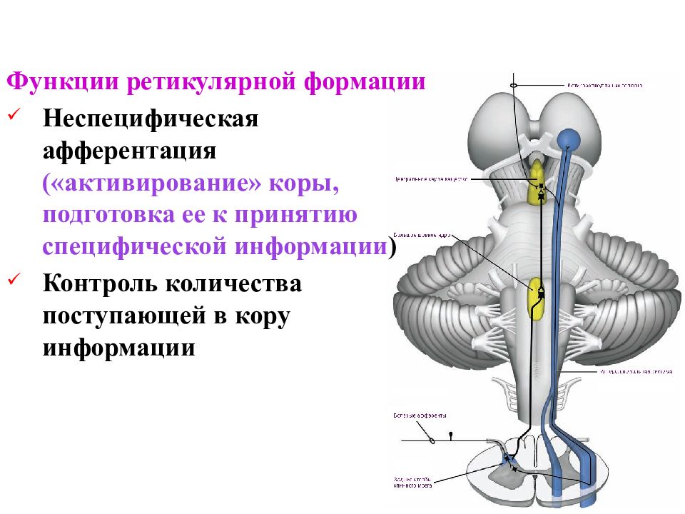 Ея система. Ретикулярная формация функции. Неспецифическая система ретикулярной формации. Неспецифическая афферентация это. Роль ретикулярной формации.