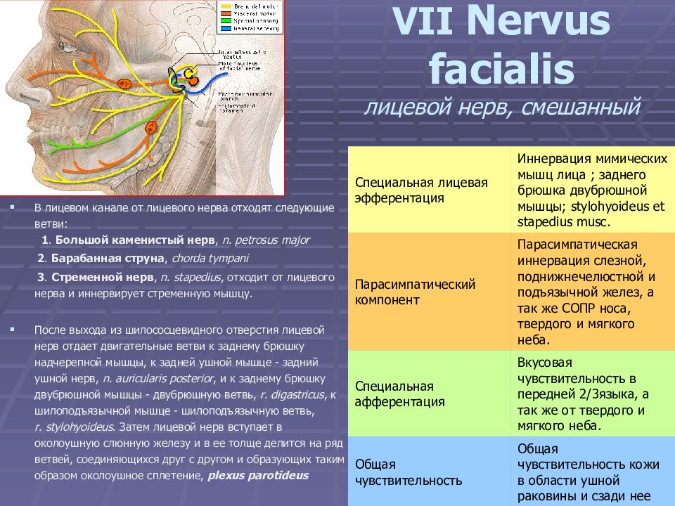 Ветви лицевого нерва. Большой Каменистый нерв иннервация. Нерв барабанная струна иннервирует. Лицевой нерв n. petrosus Major. Зоны иннервации лицевого нерва.
