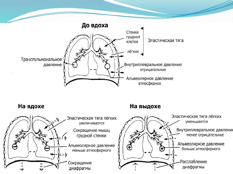 Дыхание дыхательный цикл. Физиология процесса дыхания. Физиология дыхания механизм вдоха и выдоха. Фазы дыхательного цикла физиология. Физиологические этапы дыхания.