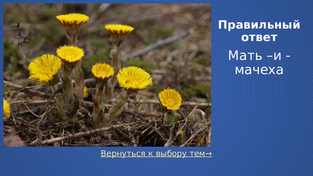 Правильный ответ Мать –и - мачеха