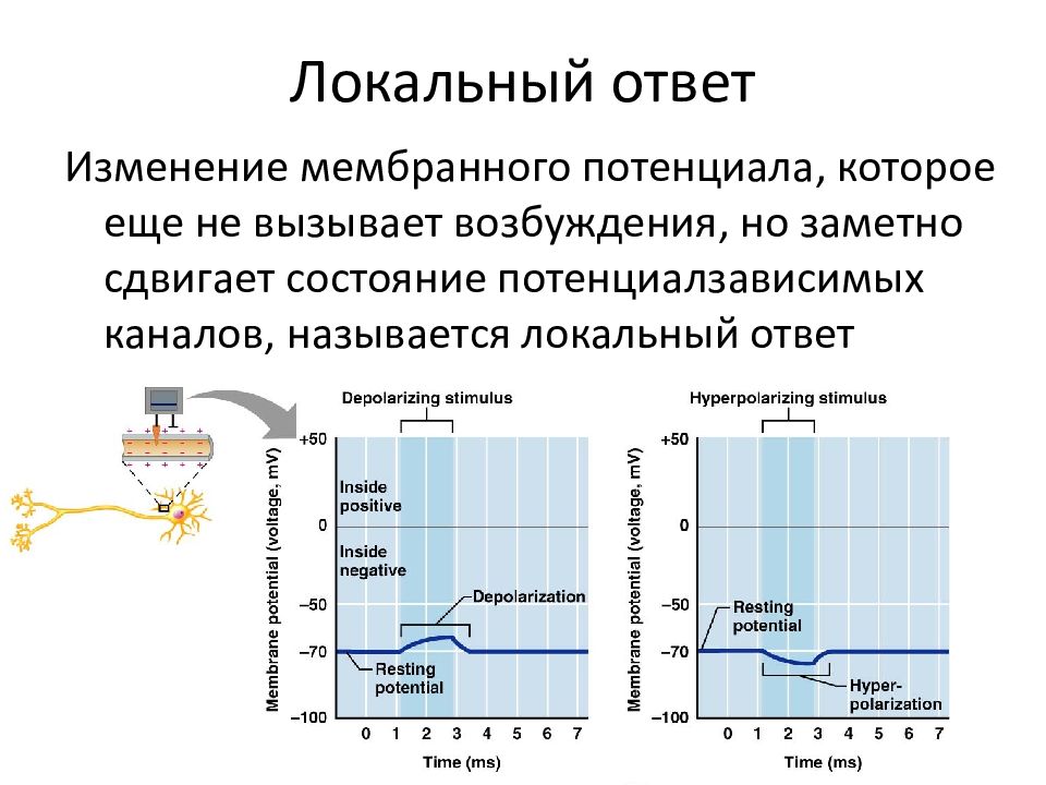 Локальный это. График локального ответа физиология. Локальный ответ физиология. Локальный потенциал физиология. Фазы локального ответа.