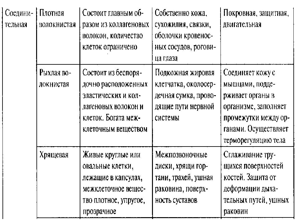 Ткани человека и их функции таблица с рисунками